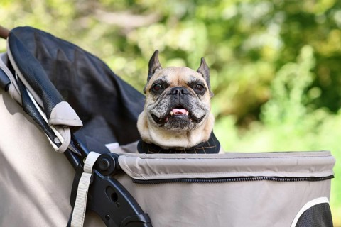 Old French Bulldog dog going on a walk in pet stroller