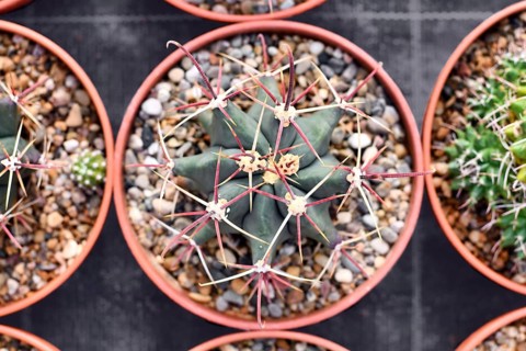 Small 'Ferocactus Latispinus' cactus in flower pot with stones