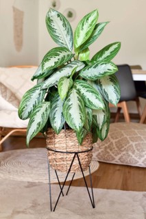 Tropical 'Aglaonema Silver Bay' houseplant with silver pattern in basket pot in boho style living