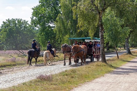 Horse-drawn carriage, female ambulance riders, heather blossom, Lüneburg Heath near Wilsede,