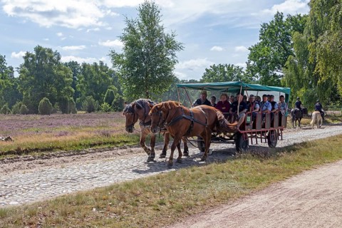 Horse-drawn carriage, female ambulance riders, heather blossom, Lüneburg Heath near Wilsede,