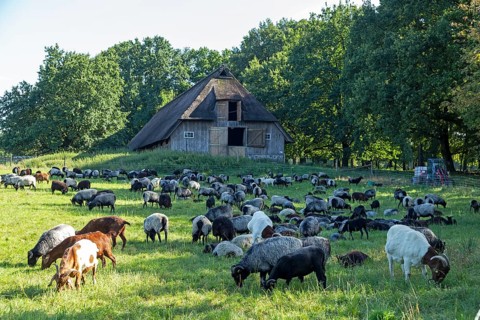 Sheep, Heidschnucken and goats grazing in front of sheepfold, Lüneburg Heath, Wilsede, Bispingen,