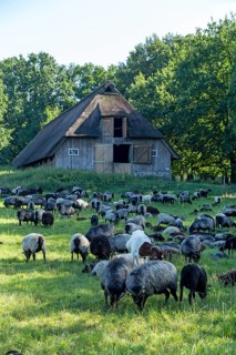 Sheep, Heidschnucken and goats grazing in front of sheepfold, Lüneburg Heath, Wilsede, Bispingen,