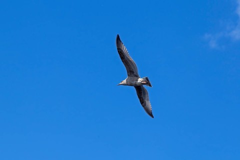 Young seagull in flight, city harbour, Rostock, Mecklenburg-Western Pomerania, Germany
