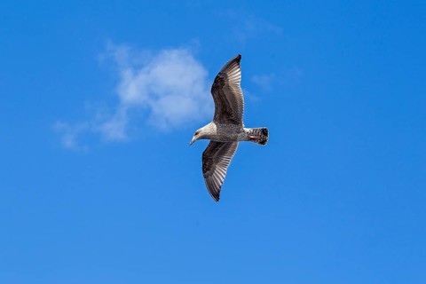 Young seagull in flight, city harbour, Rostock, Mecklenburg-Western Pomerania, Germany