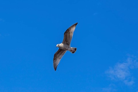 Young seagull in flight, city harbour, Rostock, Mecklenburg-Western Pomerania, Germany
