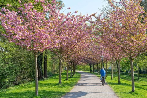 Cherry blossom on the rampart with cyclist Stadthagen Germany