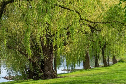 Willows on the banks of the Weser Minden Germany
