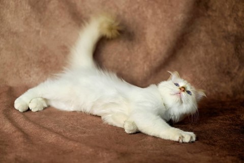 Purebred cat, Sacred Burmese, young male cat, Cinnamon-point