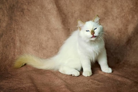 Purebred cat, Sacred Burmese, young male cat, Cinnamon-point
