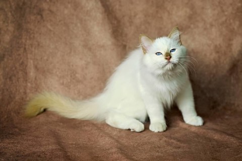 Purebred cat, Sacred Burmese, young male cat, Cinnamon-point