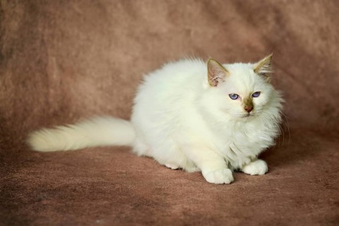 Purebred cat, Sacred Burmese, young male cat, Cinnamon-point