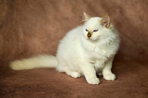 Purebred cat, Sacred Burmese, young male cat, Cinnamon-point