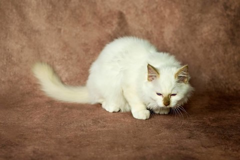 Purebred cat, Sacred Burmese, young male cat, Cinnamon-point