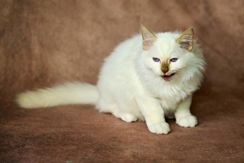 Purebred cat, Sacred Burmese, young male cat, Cinnamon-point