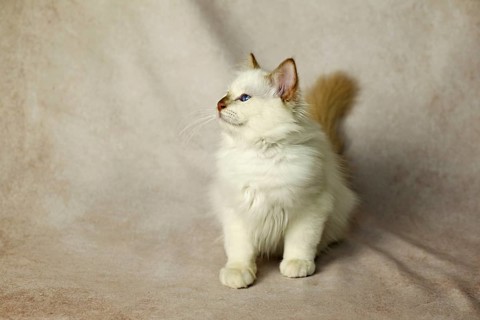 Purebred cat, Sacred Burmese, young male cat, Cinnamon-point