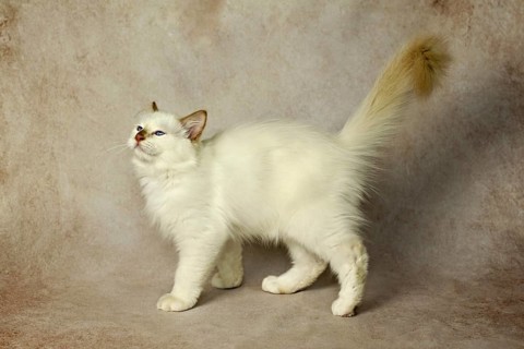 Purebred cat, Sacred Burmese, young male cat, Cinnamon-point