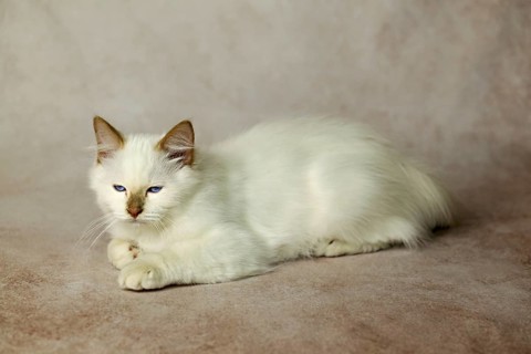 Purebred cat, Sacred Burmese, young male cat, Cinnamon-point