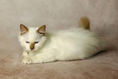 Purebred cat, Sacred Burmese, young male cat, Cinnamon-point