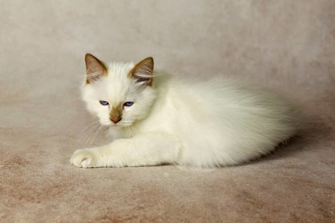 Purebred cat, Sacred Burmese, young male cat, Cinnamon-point
