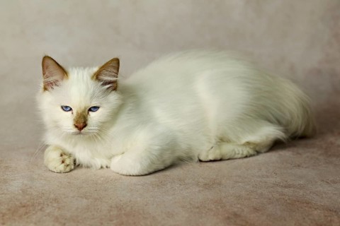 Purebred cat, Sacred Burmese, young male cat, Cinnamon-point
