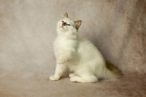 Purebred cat, Sacred Burmese, young male cat, Cinnamon-point