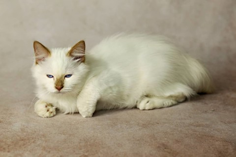 Purebred cat, Sacred Burmese, young male cat, Cinnamon-point