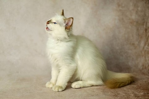 Purebred cat, Sacred Burmese, young male cat, Cinnamon-point