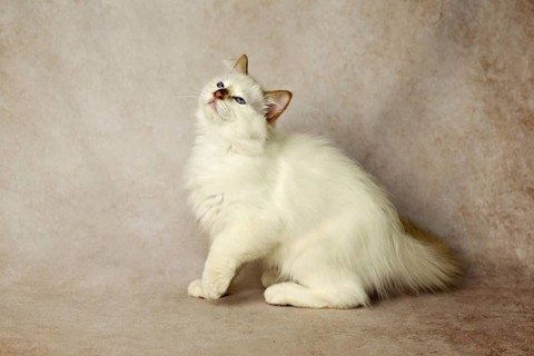 Purebred cat, Sacred Burmese, young male cat, Cinnamon-point