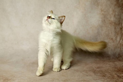 Purebred cat, Sacred Burmese, young male cat, Cinnamon-point