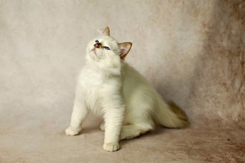 Purebred cat, Sacred Burmese, young male cat, Cinnamon-point