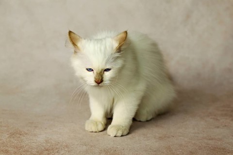 Purebred cat, Sacred Burmese, young male cat, Cinnamon-point