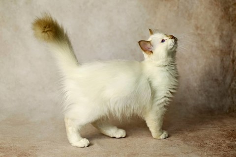 Purebred cat, Sacred Burmese, young male cat, Cinnamon-point
