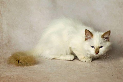 Purebred cat, Sacred Burmese, young male cat, Cinnamon-point