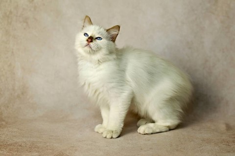 Purebred cat, Sacred Burmese, young male cat, Cinnamon-point