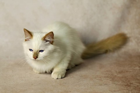 Purebred cat, Sacred Burmese, young male cat, Cinnamon-point