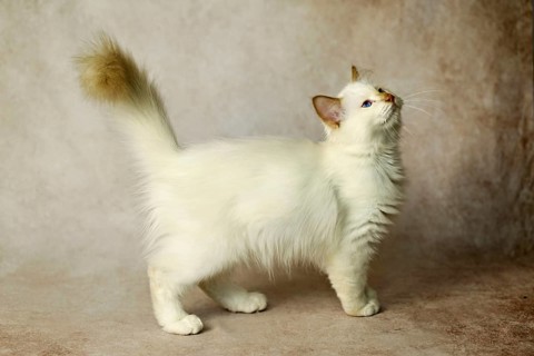 Purebred cat, Sacred Burmese, young male cat, Cinnamon-point