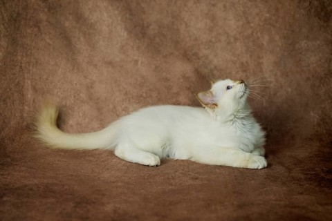 Purebred cat, Sacred Burmese, young male cat, Cinnamon-point