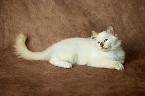 Purebred cat, Sacred Burmese, young male cat, Cinnamon-point