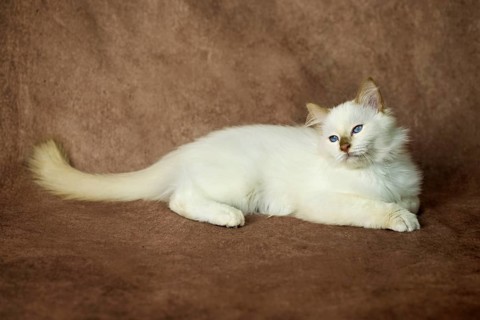 Purebred cat, Sacred Burmese, young male cat, Cinnamon-point