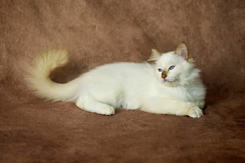 Purebred cat, Sacred Burmese, young male cat, Cinnamon-point