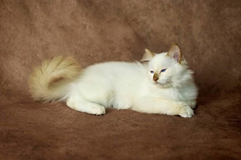 Purebred cat, Sacred Burmese, young male cat, Cinnamon-point