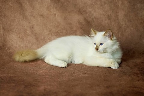 Purebred cat, Sacred Burmese, young male cat, Cinnamon-point