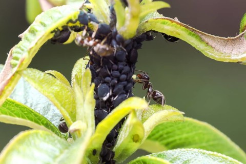 Black garden ant (Lasius niger), ant searching aphids for honeydew, Baden-Württemberg, Germany