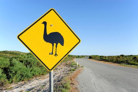 Road with emu warning sign near Cervantes, Perth, Western Australia, WA, Australia