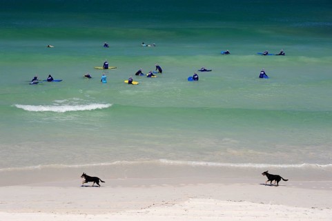 Surf lessons and two dogs on the beach near Lancelin, Perth, Western Australia, WA, Indian Ocean,