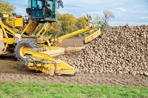 Beet (beta), beet harvest, loading machine picks up beet for loading onto lorry, North