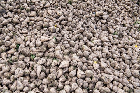 Beet (Beta), beet harvest, heap in close-up, North Rhine-Westphalia, Germany
