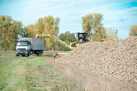 Beet (beta), beet harvest, loading machine loads beet onto lorry via a conveyor belt, North