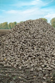 Beet (beta), beet harvest, mountain lying next to the field ready for transport after harvest,
